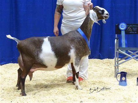 national goat show 2023